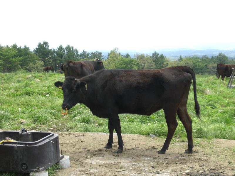 Wagyu-Rinder auf der Weide im Hochland der japanischen Kyushu-Insel. 