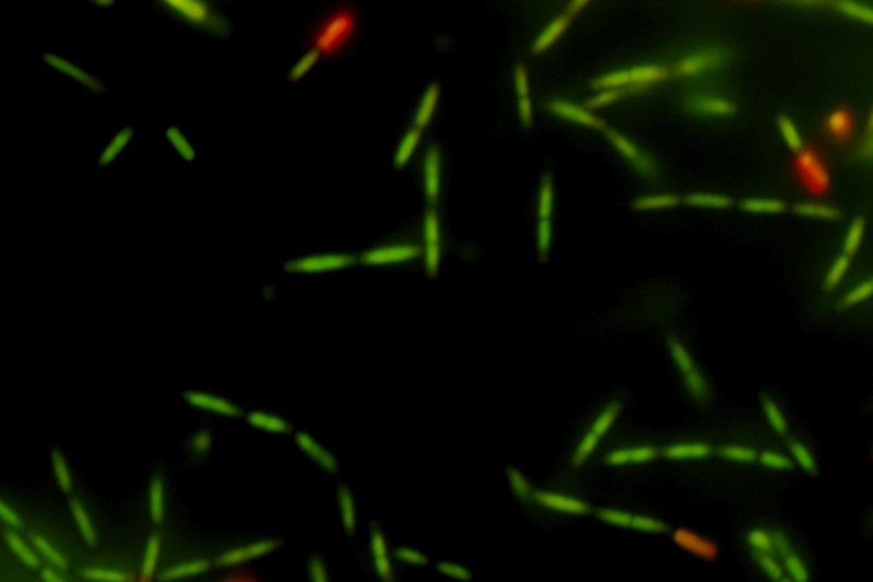 Bakterium Bacillus subtilis