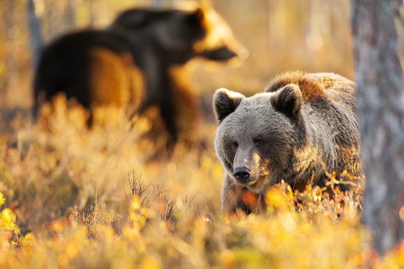 Im Abendlicht kreuzen sich die Wege zweier junger, männlicher Braunbären auf der Insel Karhu (West-Finnland).