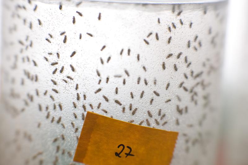 The fruit fly Drosophila melanogaster has a life expectancy of about eight weeks and is one of the model organisms scientists at the MPI for Biology of Ageing use to uncover what happ