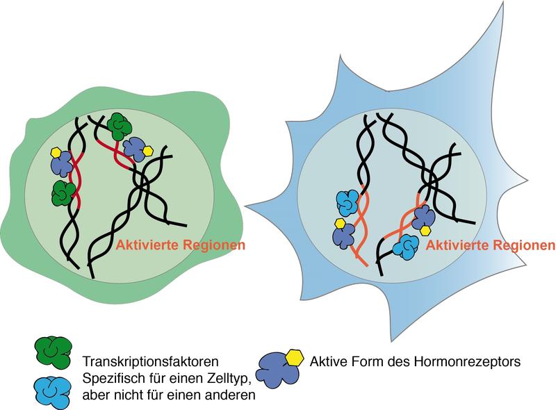 Je nach Bindungspartner kann ein- und dasselbe Hormon in verschiedenen Zelltypen unterschiedliche DNA-Regionen beeinflussen.
