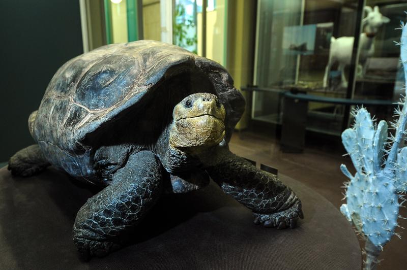 Diese Galápagos-Riesenschildkröte ist Teil der neuen Sonderausstellung im Phyletischen Museum der Universität Jena.