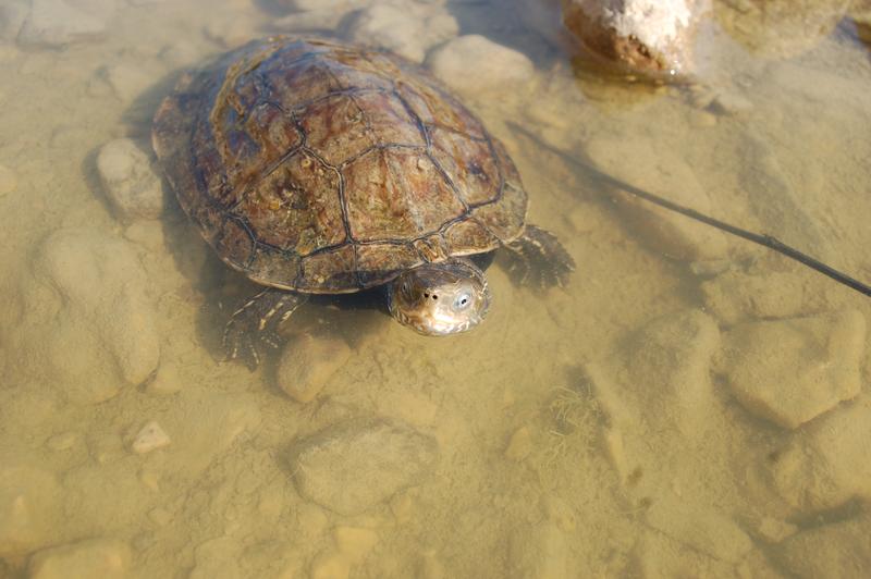 Mauremys rivulata – hier in ihrem natürlichen Lebensraum am Bachufer