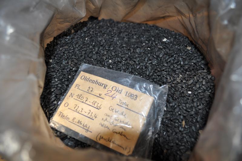 Getreidekörner aus der Sammlung Willerding.