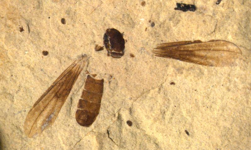 Neuentdeckung: Bisher größte bekannte fossile Augenfliege Metanephrocerus belgardeae. 