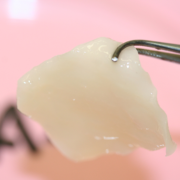 Made from a probe of the nasal septum: white, glossy cartilage made in the laboratory