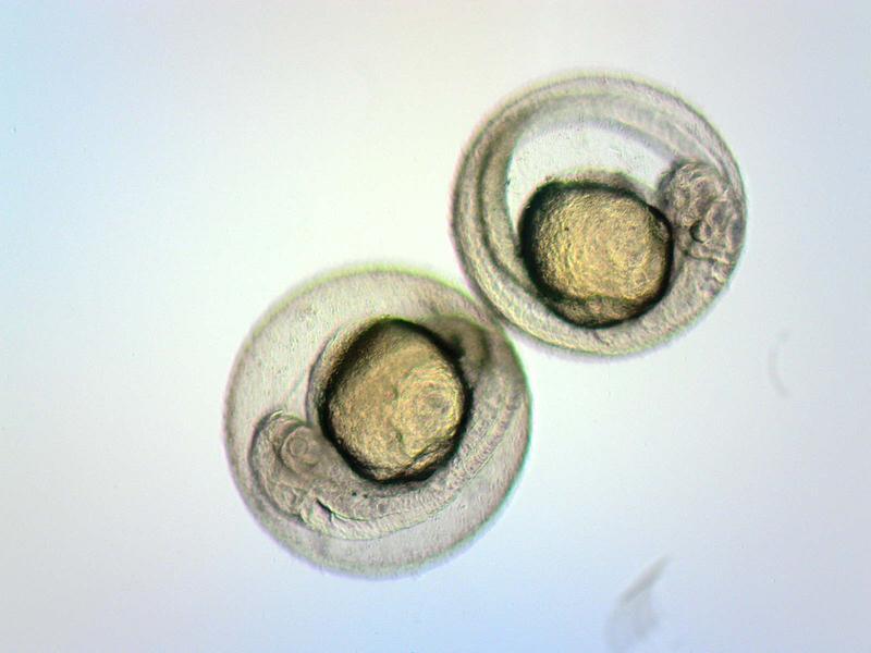 Die Saarbrücker Forscher untersuchen, wie gefährlich die Kombination von Nanopartikeln, Arzneimitteln und Kosmetik ist. Dazu nutzen sie unter anderem Fischeier (im Bild). 