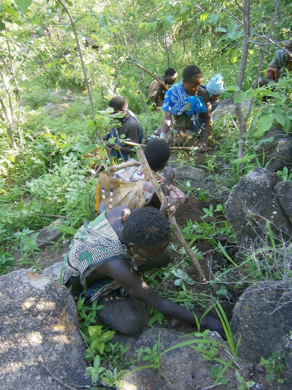 Hadza beim Graben nach pflanzlicher Nahrung. 