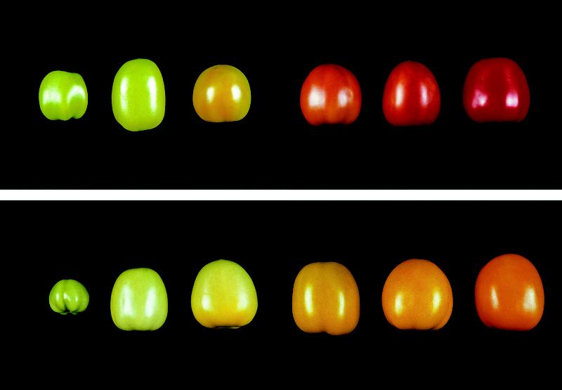 Reifende Tomaten, die so verändert wurden, dass sie unterschiedliche Carotinoide produzieren. In den Tomaten der oberen Reihe wird Lycopin, in den Tomaten der unteren Reihe β-Carotin synthetisiert.