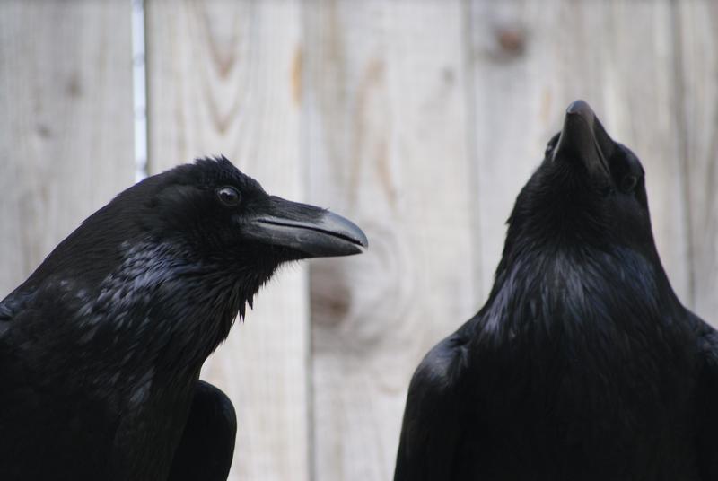 Zwei Raben