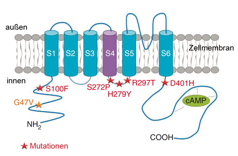 Struktur des Kanals HCN1 in der Zellmembran von Nervenzellen. Die Sterne kennzeichnen Stellen, an denen Mutationen entdeckt wurden. Die meisten davon aktivieren den Kanal wahrscheinlich.