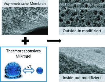 Mit Mikrogelen modifizierte Hohlfasern eröffnen einfache und vielseitige Routen für das Design funktionaler Membranen.