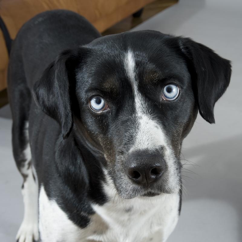 Therapiehunde müssen eine hohe Toleranzschwelle gegenüber Mensch und Tier besitzen. 