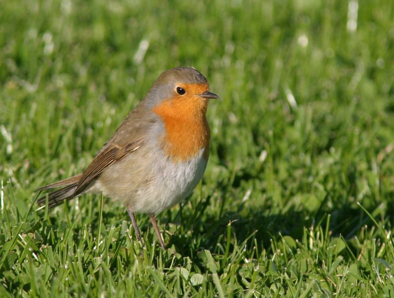European robin
