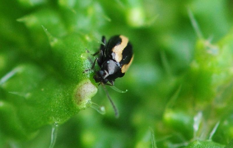 Although Phyllotreta beetles damage plant tissues with their mandibles, the plants’ defense mechanism in the form of the mustard oil bomb is not activated. 