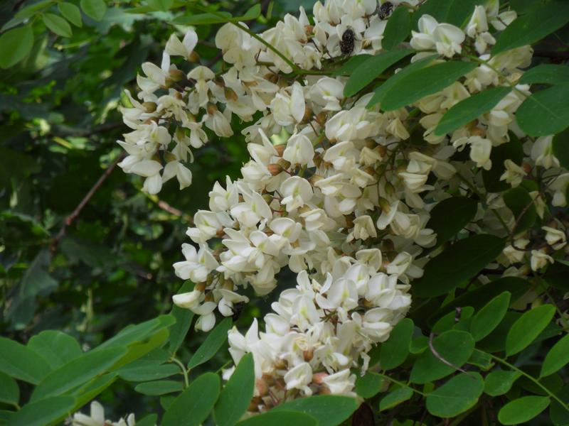 Robinia pseudacacia in Deutsch Wagram