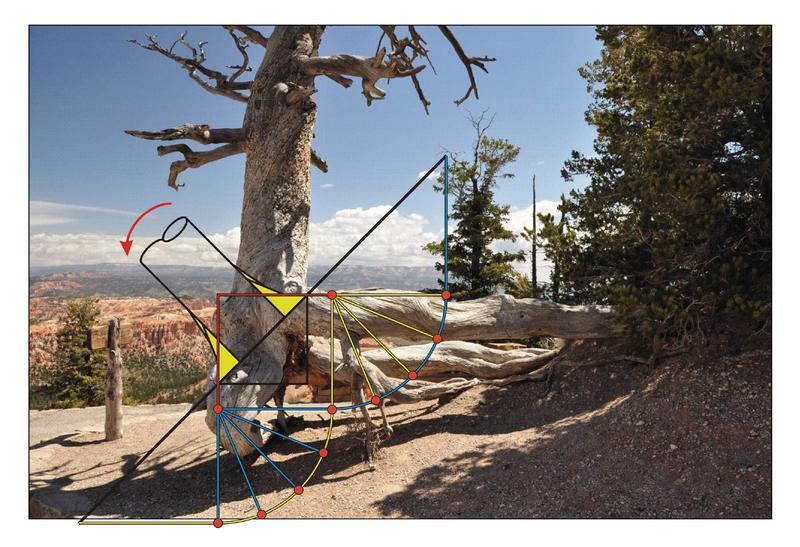 Mit der von Professor Claus Mattheck am KIT entwickelten Kraftkegelmethode lassen sich für die Baumstabilität erforderliche Wurzelarchitekturen vorhersagen – wie hier an diesem Hangbaum 