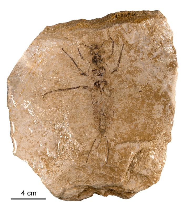 Fig. 1 Totalansicht des Ur-Insektes Carbotriplura kukalovae.
