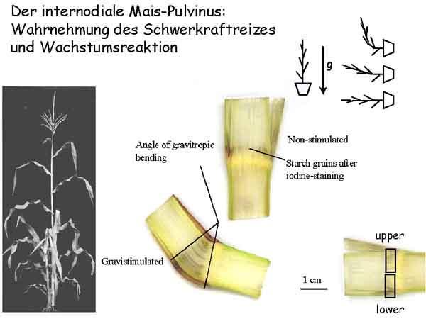 Der internodiale Pulvinus der Maispflanzen. Stärkehaltige Amyloplasten kommen v.a. im Pulvinusgewebe vor. Die Krümmungsreaktion der Sproßachse erfolgt ausschließlich durch Elongation an der Unterseite des Pulvinus, die Internodien bleiben gerade.