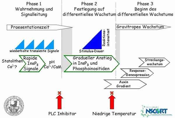 Modell biochemischer Vorgänge während der gravitropen Reaktion von Mais und Hafer.