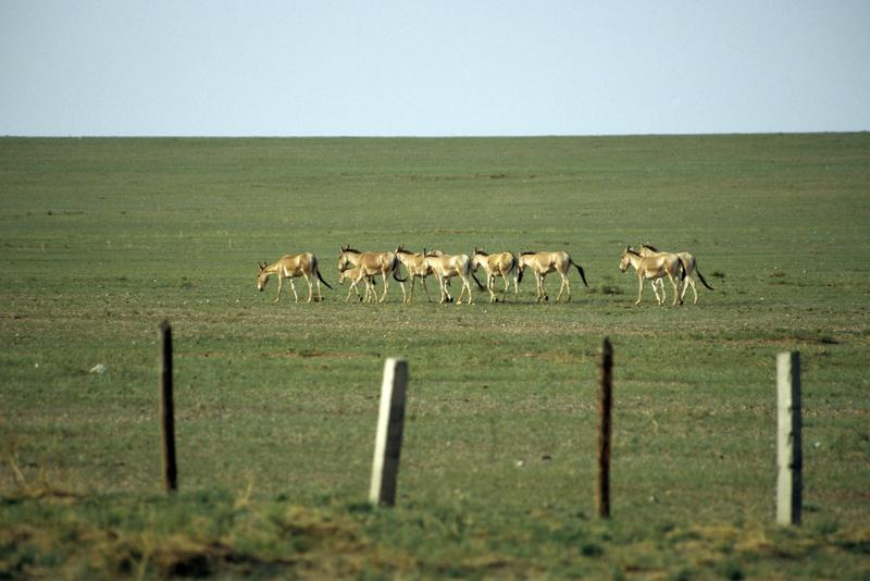 Mongolische Wildesel durchqueren während ihrer jährlichen Wanderungen Gebiete von vielen Tausend Quadratkilometern. 