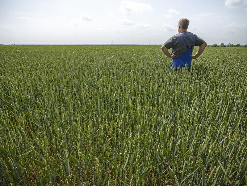 Die Ausweitung der landwirtschaftlichen Nutzfläche und eine stärkere Intensivierung prägen die Landwirtschaft in Westeuropa - wie hier in der Querfurter Platte.  