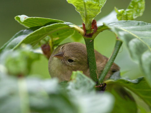 Der Laubsängerfink (Certhidea olivacea).