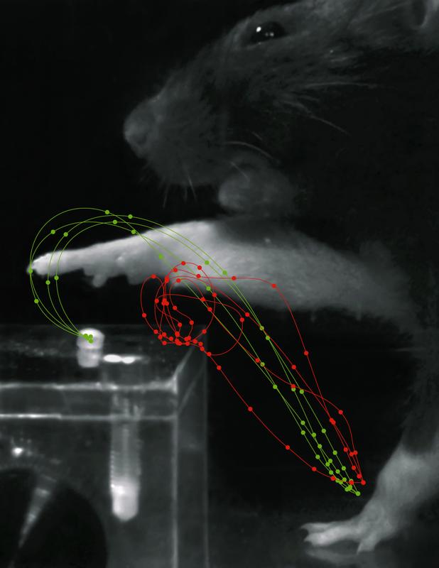 The red trajectories show a rats movements after stroke. Suffering from motor deficits, the rat misses the sugar pellet. After rehabilitation the grasps are smooth and distinct (green trajectories).