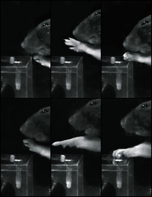Grasping of a rat after stroke: The upper sequence depicts disturbed motor function after stroke. The pictures below show restored grasping kinematics due to immunotherapy and rehabilitation.