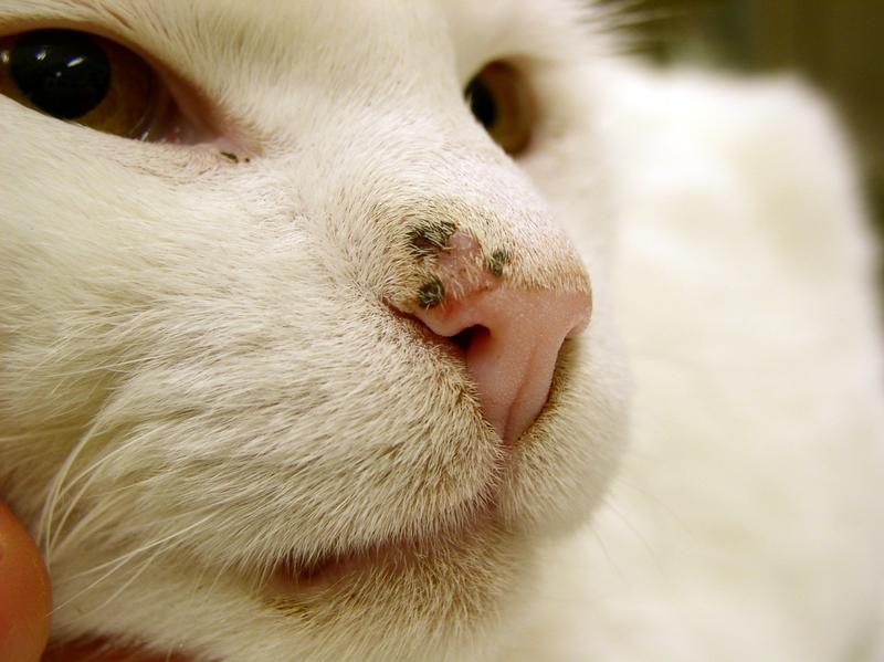 White cats are particularly sensitive to the sun. Skin damage to the nose is often not identified as sunburn. 