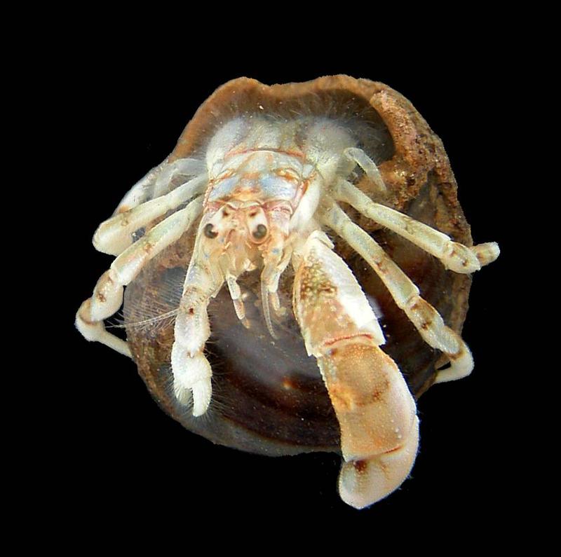Nordsee-Einwanderer: Der maximal 5 mm große Einsiedlerkrebs Diogenes pugilator 