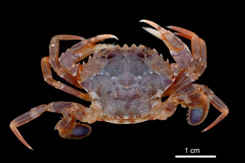 Die ozeanische Schwimmkrabbe Liocarcius depurator, ist mittlerweile ein dominantes Element in der Helgoländer Tiefen Rinne 