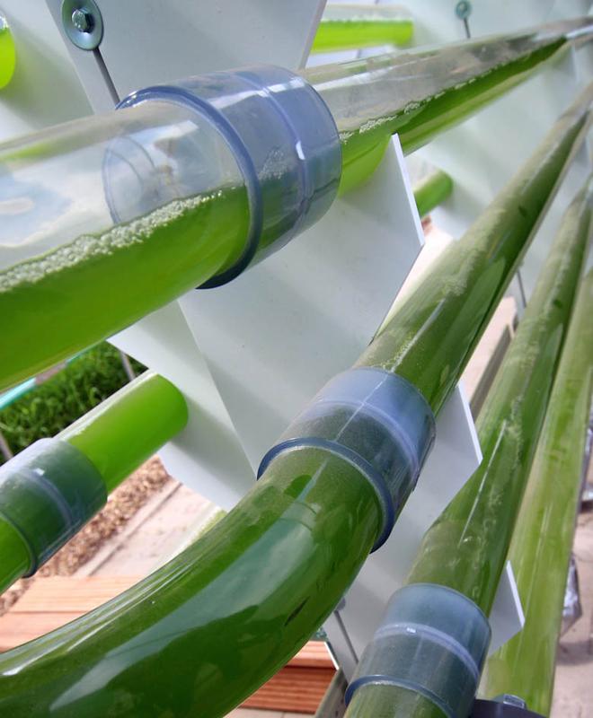 Mikroalgen werden mit Hilfe von CO2 und Abwärme aus einer Biogasanlage in Photobioreaktoren kultiviert.