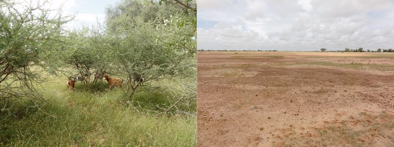 Landschaft mit dichter grüner Vegetation (li.) und karge, durch Übernutzung und Dürren geschädigte Böden (re.) sind im Untersuchungsgebiet um Linguère im Senegal unmittelbar benachbart.