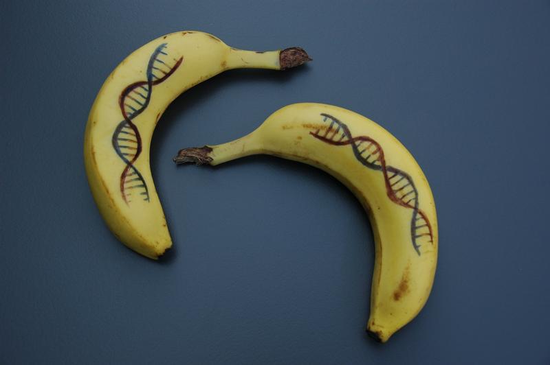 Alles Banane oder was?  Im HITS-Zelt können die Besucher DNA aus einer Banane herauslösen.  
