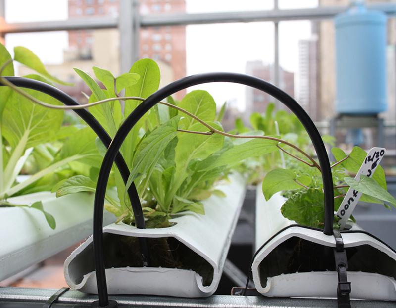 Wasser- und Nährstoffversorgung in urbanen Stadtfarmen.