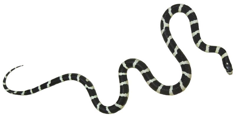 Millionen Jahre Evolution passten die Kalifornische Kettennatter perfekt an die Bewegung ohne Extremitäten an.