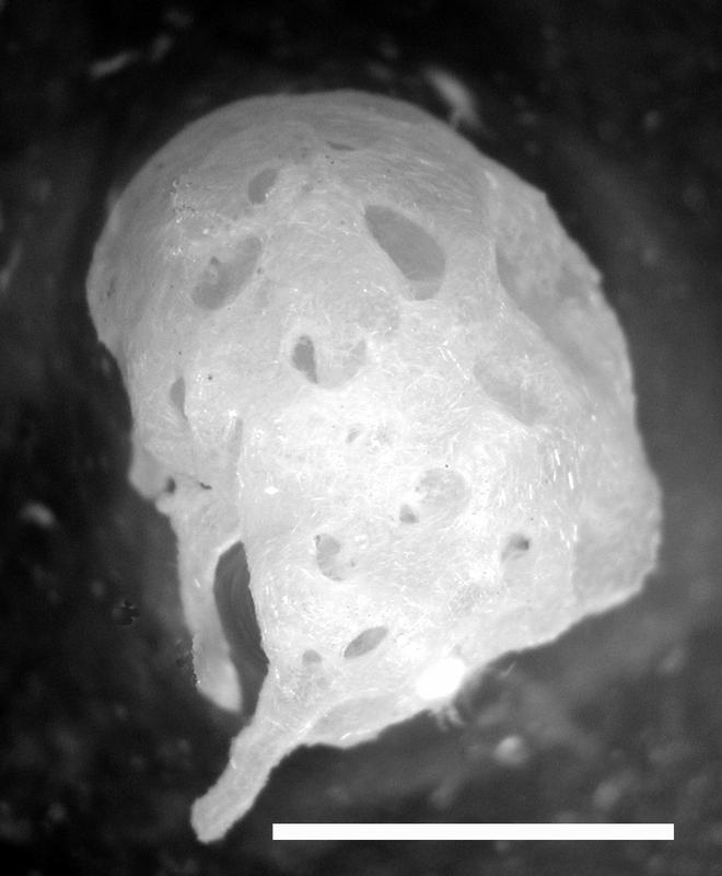Einer der neu entdeckten Kalkschwämme: Clathrina broendsted