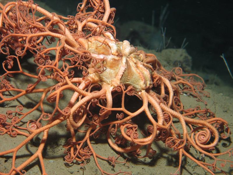 Gorgonocephalus caputmedusae (pictured) was the first species ever recovered from the deep sea.