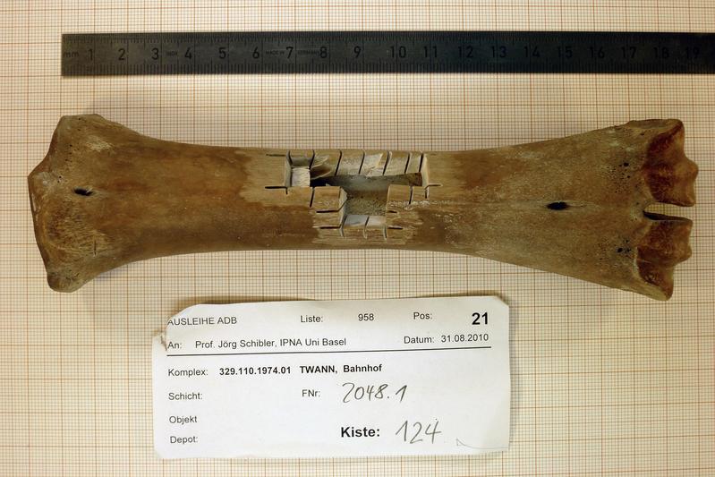 Mittelhandknochen des kleinen Rindes von Twann mit Spuren der Probenentnahme für die genetischen Untersuchungen.