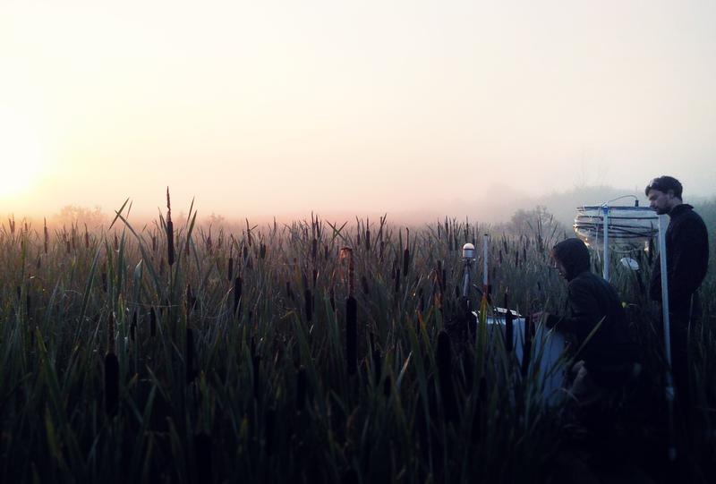 Vytas Huth (li) und Erik Schenzle in den Rohrkolbenbeständen auf der Untersuchungsfläche bei den Vorbereitungen der Messungen am frühen Morgen  