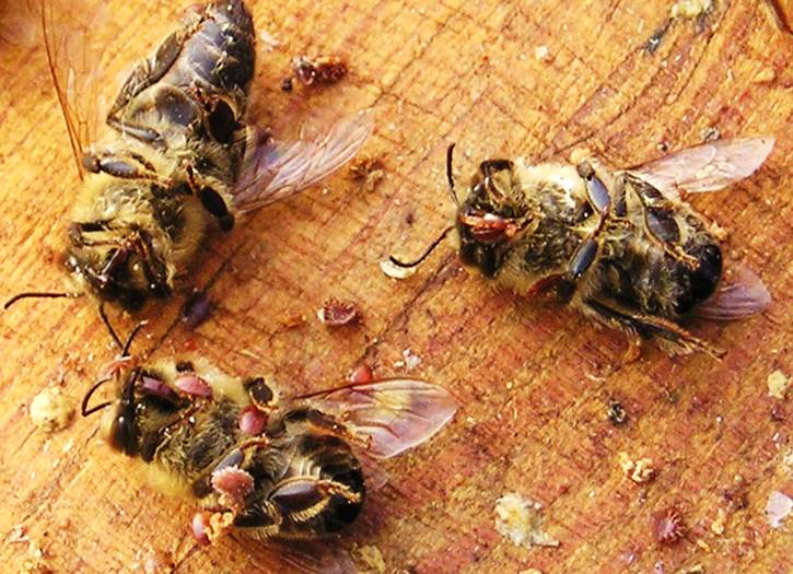 Die Studie der IUCN-Arbeitsgruppe belegt: Neonicotinoide sind ausgesprochen schädlich für Honigbienen, dem drittwichtigsten Nutztier der Menschheit.