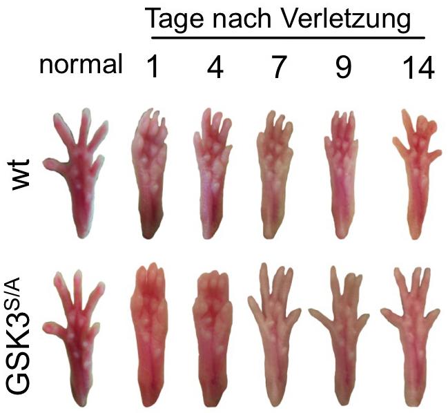 Regenerationsphasen des verletzten Ischiasnervs bei Mäusen mit abgeschaltetem bzw. aktiviertem Enzym GSK3