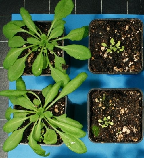 Pflanzen (Schotenkresse) auf alkalischem Boden mit einem pH-Wert von 7,7.  Links Wildtyp-Pflanzen; rechts die Mutanten, die aufgrund eines genetischen Defekts keine Cumarine synthetisieren können.