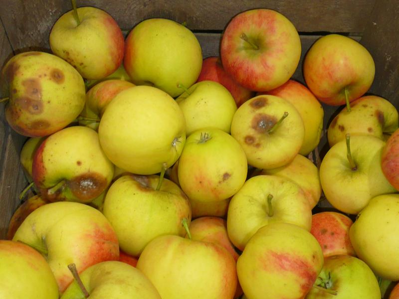 Schadpilze wie Bitterfäuleerreger lassen bis zu zehn Prozent der Ernte, teilweise sogar 30 Prozent der Äpfel während der Lagerung und vor der Vermarktung