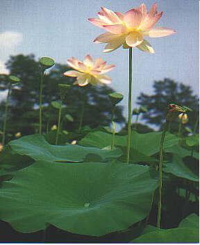 Über das botanische Institut können Sie auch Bilder zu dieser Pressemitteilung beziehen - Kostproben unter http://www.lotus-effect.com.
