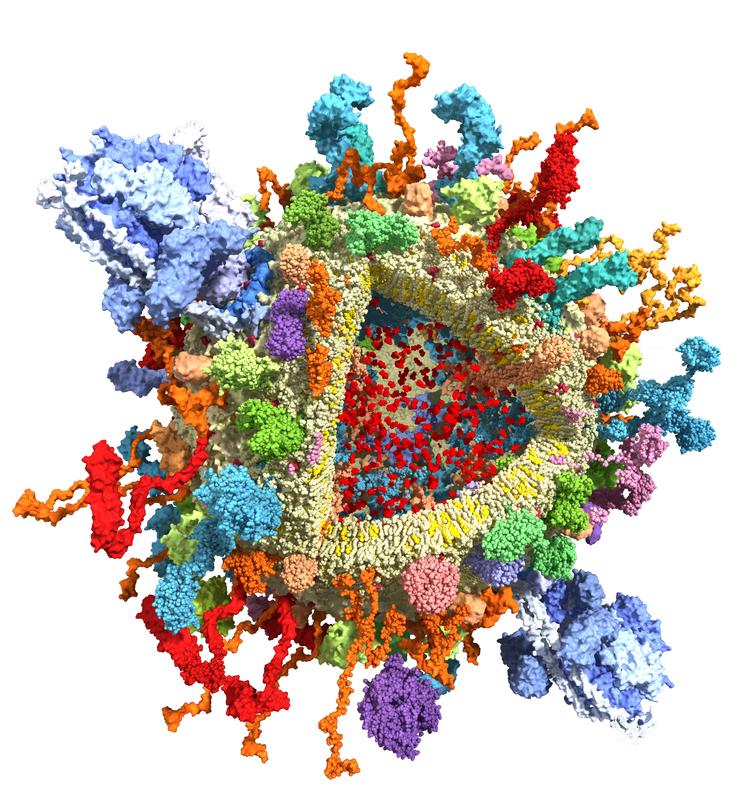 Modell eines aufgeschnittenen synaptischen Vesikels mit verschieden eingefärbten Proteinen außen auf der Vesikelmembran. Im Inneren rot gefärbt kleine Neurotransmitter-Moleküle.