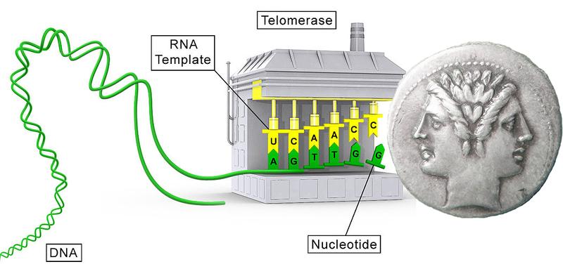 Telomerase, ein Enzym, das für die Unsterblichkeit von Zellen notwendig ist, wird auch von Tumorzellen für ihr unkontrolliertes Wachstum benötigt.