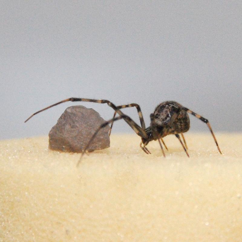 Die Wissenschaftler haben alle aktiven Gene der Gewächshausspinne Parasteatoda tepidariorum entschlüsselt.