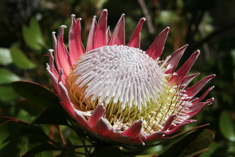 Die 'King Protea' ist die Nationalblume Südafrikas und ein typischer Vertreter der seltenen, südafrikanischen Fynbos-Vegetation. 